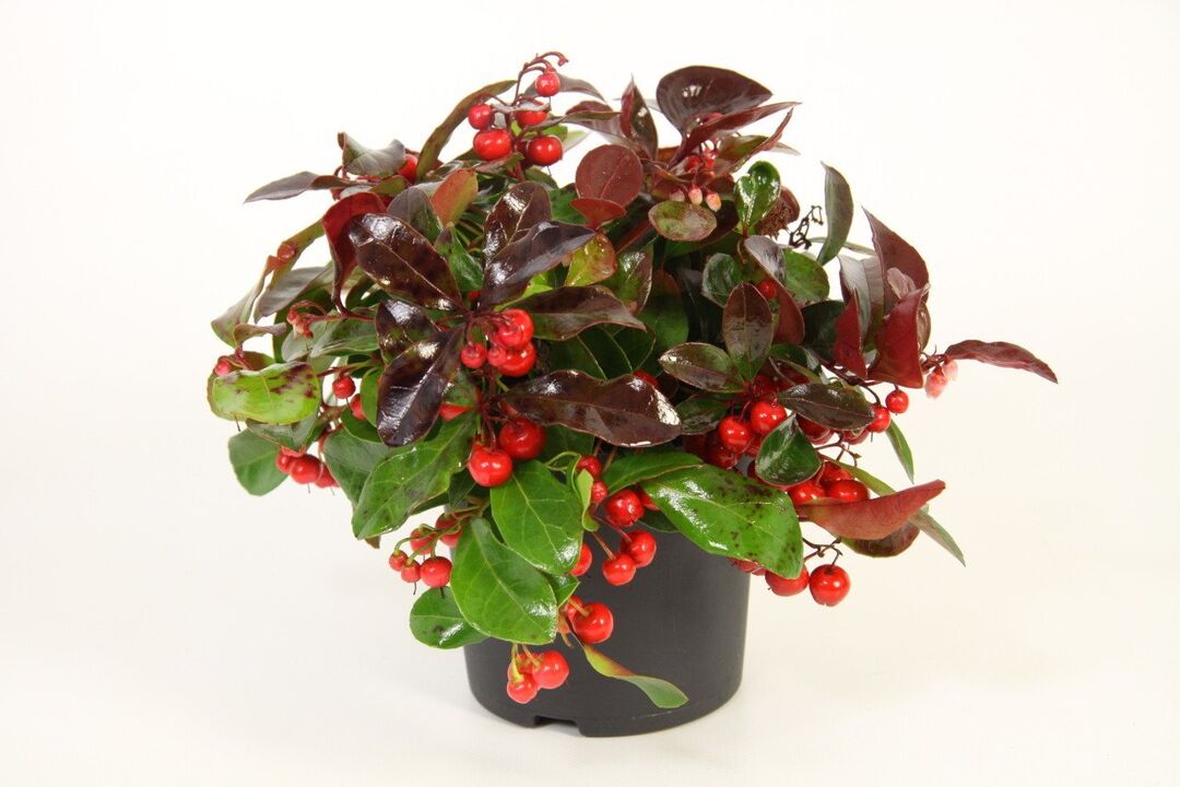 Wintergreen é o ingrediente principal de Osteflex
